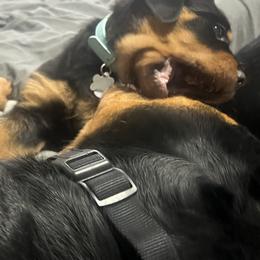 Rottweiler Puppies from CG Rottweilers