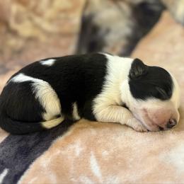 Willow (Girl 7) - Black and white female Border Collie puppy in Mosheim, Tennessee from Elawodi Border Collies