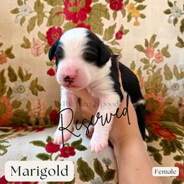 Marigold - Black and white female Sheepadoodle puppy in Aubrey, Texas from The Parrish Doods