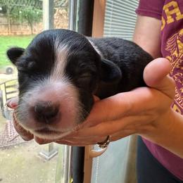 Bluey - Black tri-color female Australian Shepherd puppy in Monroe, North Carolina from Meekey Family Aussies