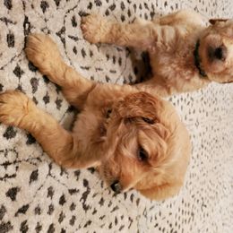 Goldendoodle Puppies from Soule Buddies
