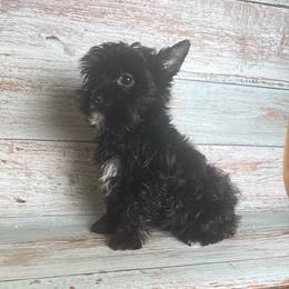 Alex - Black and tan male Yorkshire Terrier puppy in Tulsa, Oklahoma from Conns Cuddly Canines