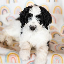 Bearded Retriever, Bernedoodle, and Poodle Puppies from Doodle Belle Puppy