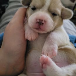 American Corgi and Pembroke Welsh Corgi Puppies from Wildlings & Wild Things Homestead