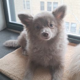 Paloma - Pomeranian