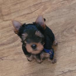 Blue collar - Blue and gold male Yorkshire Terrier puppy in Dunedin, Florida from Cantlon Yorkshire Terriers
