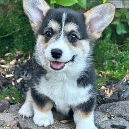 Molly Holy - Black and tan female Pembroke Welsh Corgi puppy in San Rafael, California from Top Shepherd Perlez