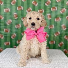 Huddle - Hot Pink collar - Cream female Goldendoodle puppy in The Woodlands, Texas from Golden Fields Doodles