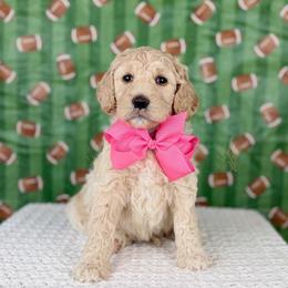 Huddle - Hot Pink collar - Cream female Goldendoodle puppy in The Woodlands, Texas from Golden Fields Doodles
