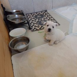 "Boy 2 Green" West Highland White Terrier Puppies from Wagglesworth Westies