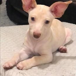 Cameron - Cream and white male Chihuahua puppy in Mesa, Arizona from Sun Valley Chihuahuas & Malinois