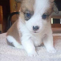 Maisy - Sable female Pembroke Welsh Corgi puppy in Checotah, Oklahoma from Skoal Creek Corgi's