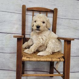 Skittles - Apricot male Goldendoodle puppy in Grabill, Indiana from Rose's Doodles