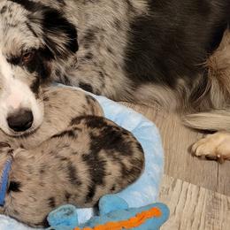 Australian Shepherd and Miniature Australian Shepherd Puppies from Cara Harker