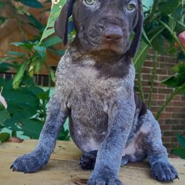 Maverick - Liver roan male German Shorthaired Pointer puppy in Elberta, Alabama from Old Orchard Farm