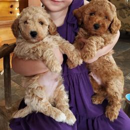 Poodle Puppies from Cedar House Heritage Poodles