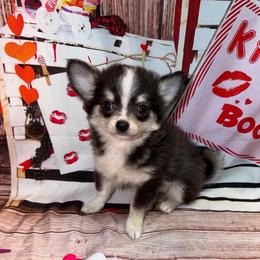 Daniel k - Black and tan male Chihuahua puppy in Palmyra, Indiana from Country Star Chihuahuas