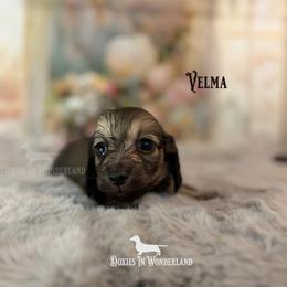 Velma - Cream female Dachshund puppy in Rainier, Oregon from Doxies in Wonderland