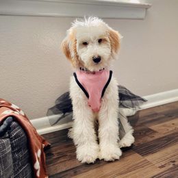 Aussiedoodle and Bordoodle All Grown Up from Calena’s Doodle Pups