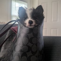 Pomeranian Puppies from Textilepoms