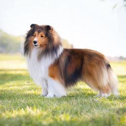 Brody - Shetland Sheepdog
