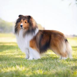 Brody - Shetland Sheepdog