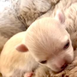 AKC Jolly, 4800.00 - Cream male Chihuahua puppy in Northern, Colorado from Wild Mountain Chihuahuas