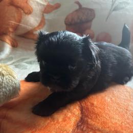 Macadamia - Black and white male Shih Tzu puppy in Murphy, North Carolina from Carolina Mountain Shih Tzus