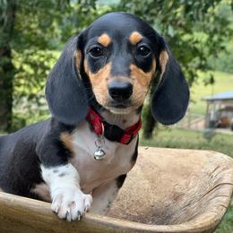 Pepper - Piebald female Dachshund puppy in Choccolocco, Alabama from Ace’s Doxies