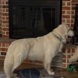 Bo - Golden Retriever