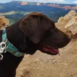 Labrador Retrievers from Mae-Ple Farms Labradors
