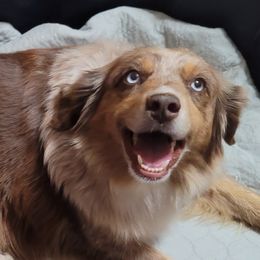 Willow - Toy Australian Shepherd