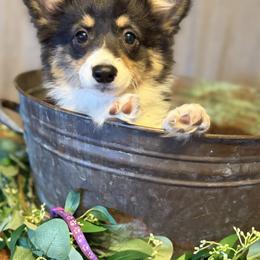 Rowena MacLeod (Fluffy) - Black and tan female Pembroke Welsh Corgi puppy in Olathe, Colorado from Rocking LJ Breeding