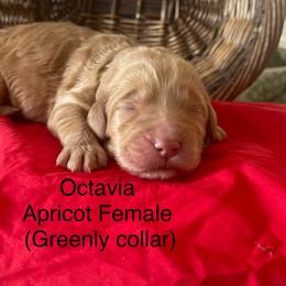 Octavia - Apricot female Labradoodle puppy in Murray, Utah from Swann's Kennels