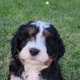 Bernedoodle Puppies from Big Butte Bernedoodles