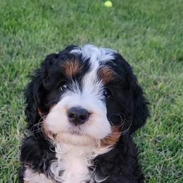Bernedoodle Puppies from Big Butte Bernedoodles