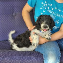 F1B Meet Patches :) - Black and white male Cavapoo puppy in Centerville, Iowa from Barnyard Dachshunds, Dals & Doodles