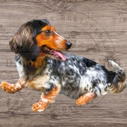 Bella - Dachshund