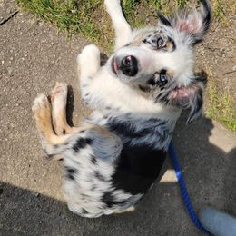 Miniature Australian Shepherd Puppies from Yarborough Kennels