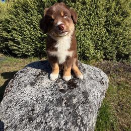 Buddy - Red tri-color male Miniature American Shepherd puppy in Spanaway, Washington from Meadow Run Mini American Shepherds