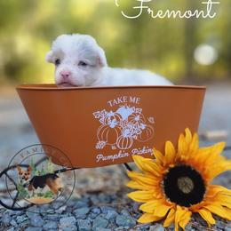 Fremont - White merle male American Corgi puppy in Cameron, North Carolina from Butts Family Corgis