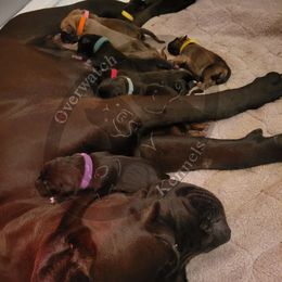 Cane Corso Puppies from Overwatch Kennels