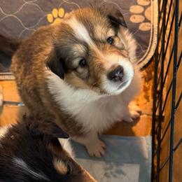 Gingerbread - Sable and white female Collie puppy in Richmond, Kentucky from Puppy Dog City