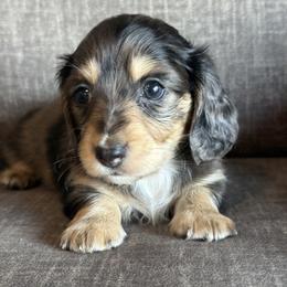 Girl 3 - Dapple female Dachshund puppy in Tonopah, Arizona from Brandie's Dachshunds