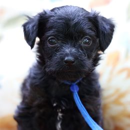 Blue Collar : Pepper - Black male Yorkipoo puppy in Augusta, West Virginia from Cricket Hollow Canines