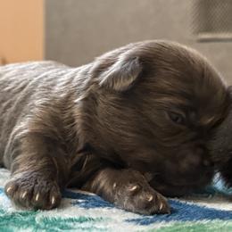 Tum Tum - Blue male Mi-Ki puppy in Wales, Wisconsin from Phantastic Mi-kis