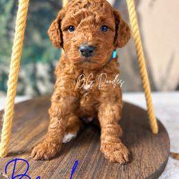 Brooks - Red  male Goldendoodle puppy in Cleveland, Georgia from The O.G. Doodles