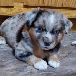 Freeze - Blue merle male Miniature Australian Shepherd puppy in Findlay, Ohio from RStar Aussies