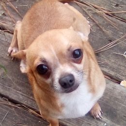 Leo - Chihuahua