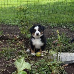 Dandy - Black tri male Miniature American Shepherd puppy in Dayville, Connecticut from Sterling Acres